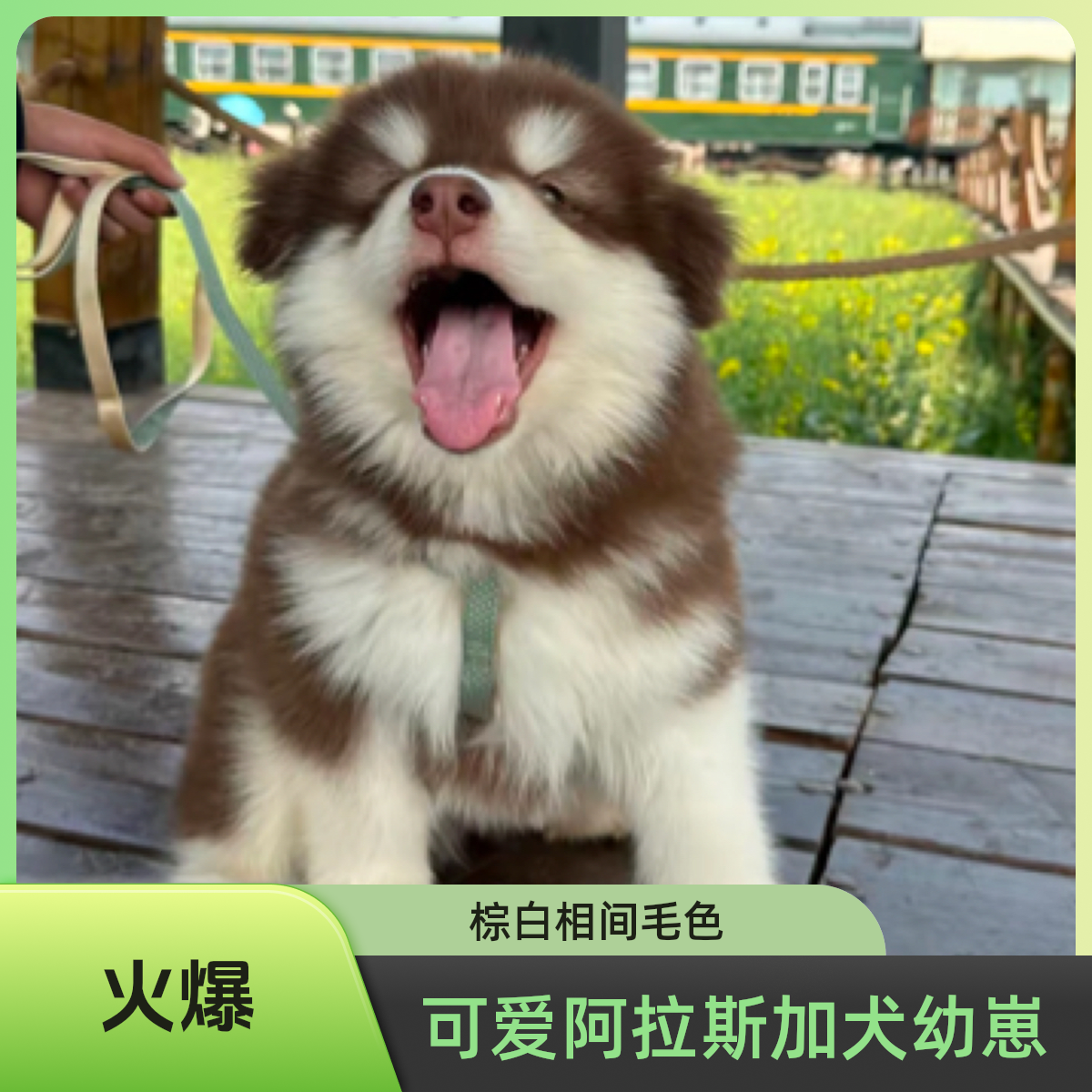 熊版阿拉斯加幼崽宠物狗狗