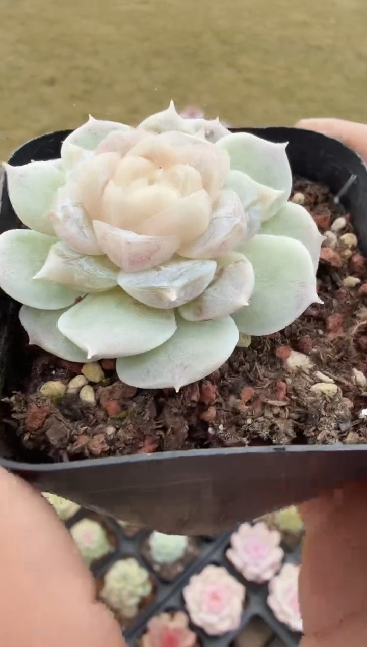 东云多肉园新款-82