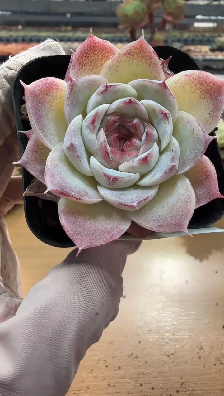 东云多肉园二店-122