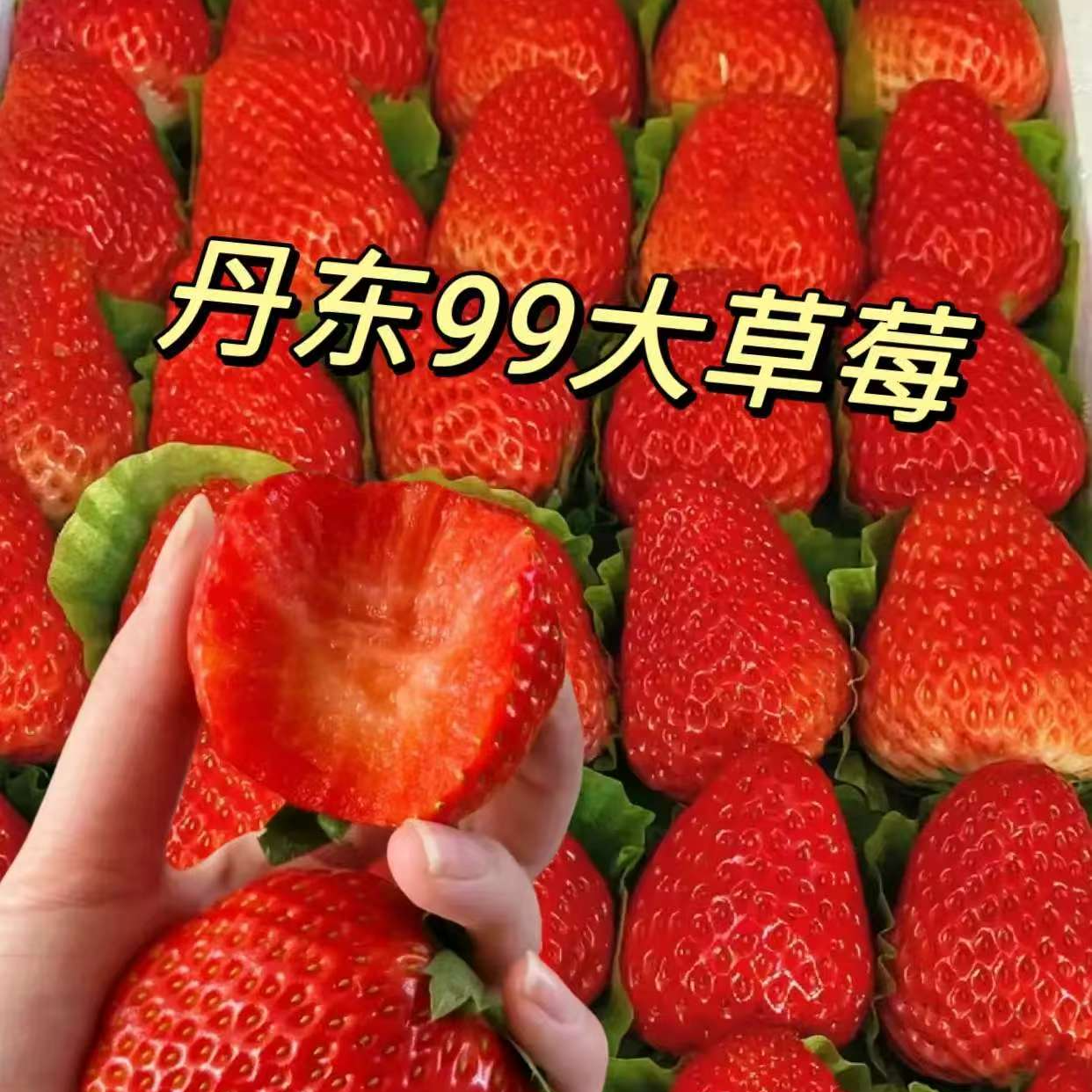 【宇哥果仓】新鲜丹东99奶油草莓礼盒　产地直销　现摘现发　嘎嘎新鲜　
