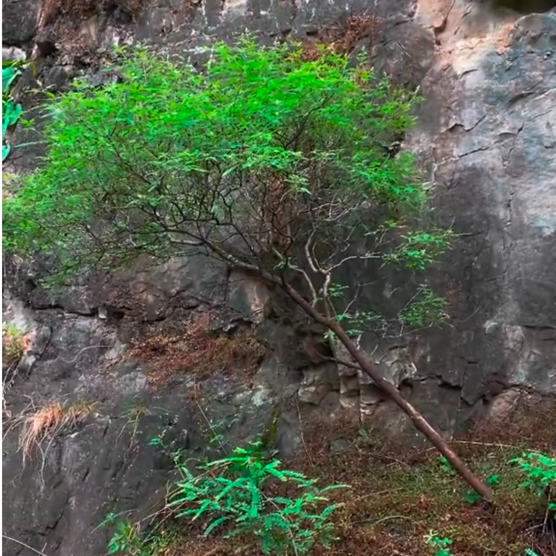 太行小叶黄荆 金雀 杂木盆景素材
