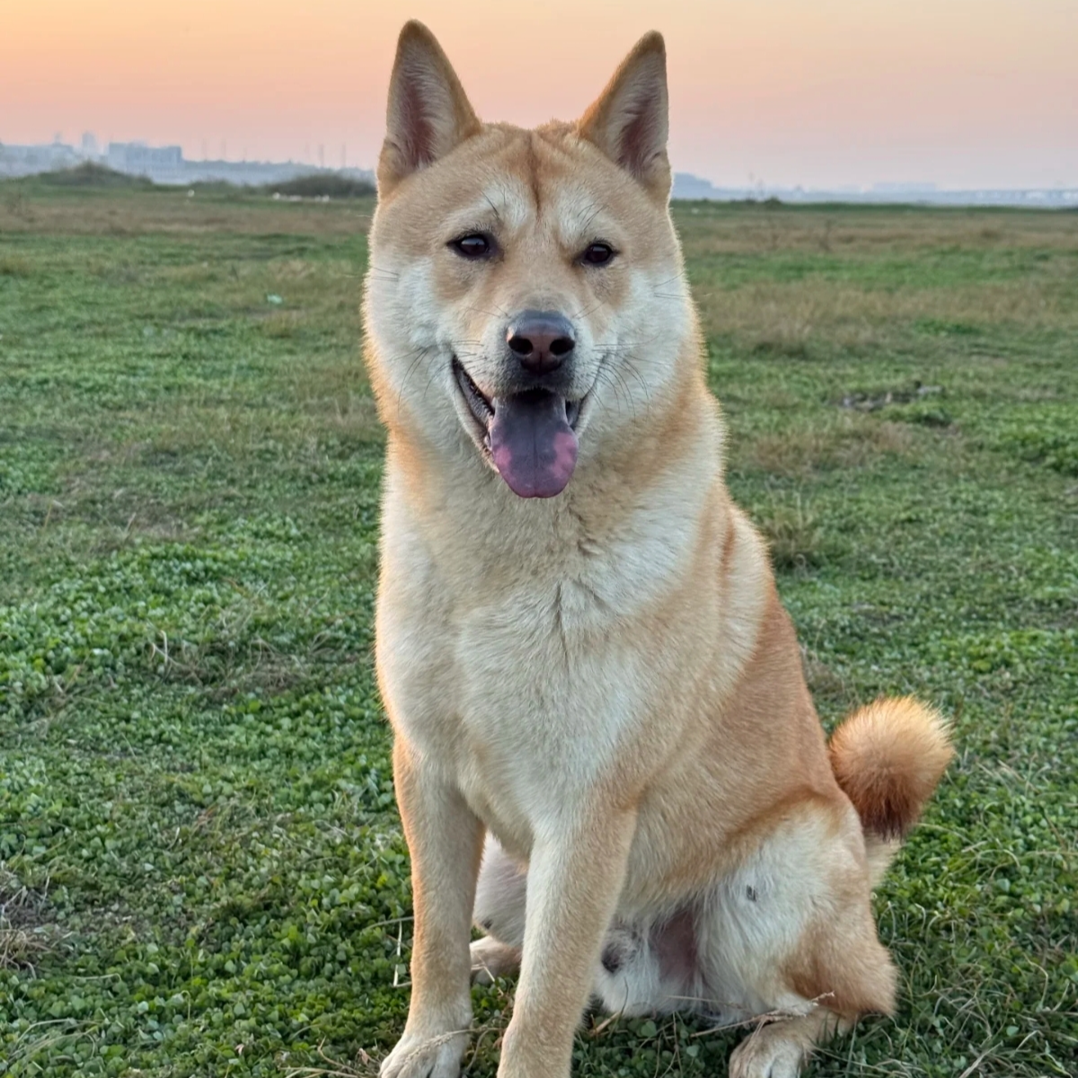 团长喜运狗舍唐狗广西田园犬田园犬