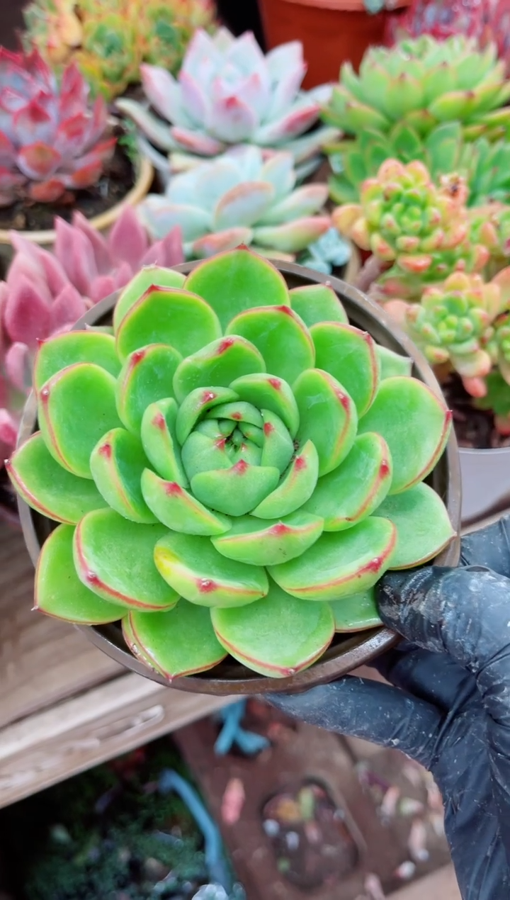 V****?16055多肉植物一物一拍