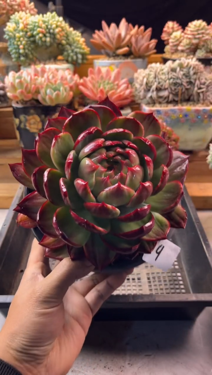 清***蟹12.3-9惊鸿11111111111111