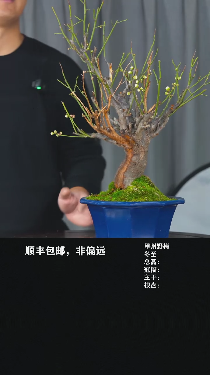 【闪购商品】-玉牡丹-T1