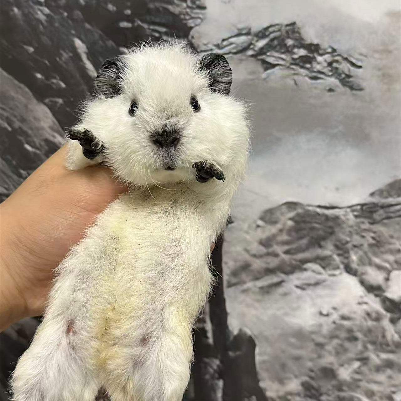 11活体豚鼠包子脸纯白加州妹妹