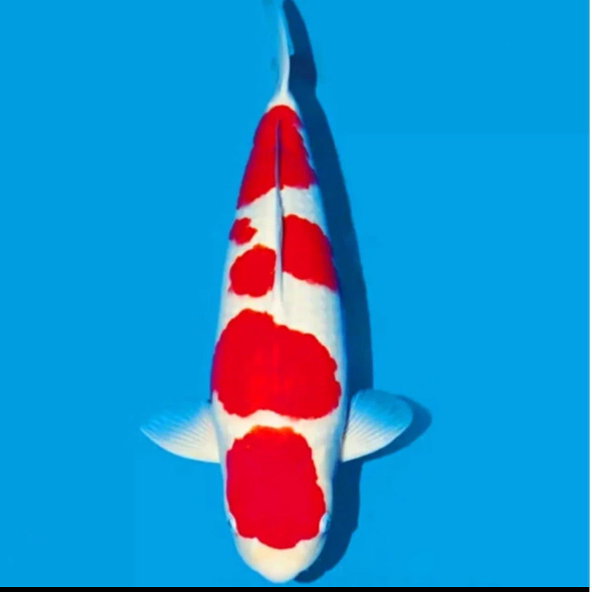 鲤堂观赏鱼 红白大正昭和绯写白写秋翠养鱼锦鲤直播