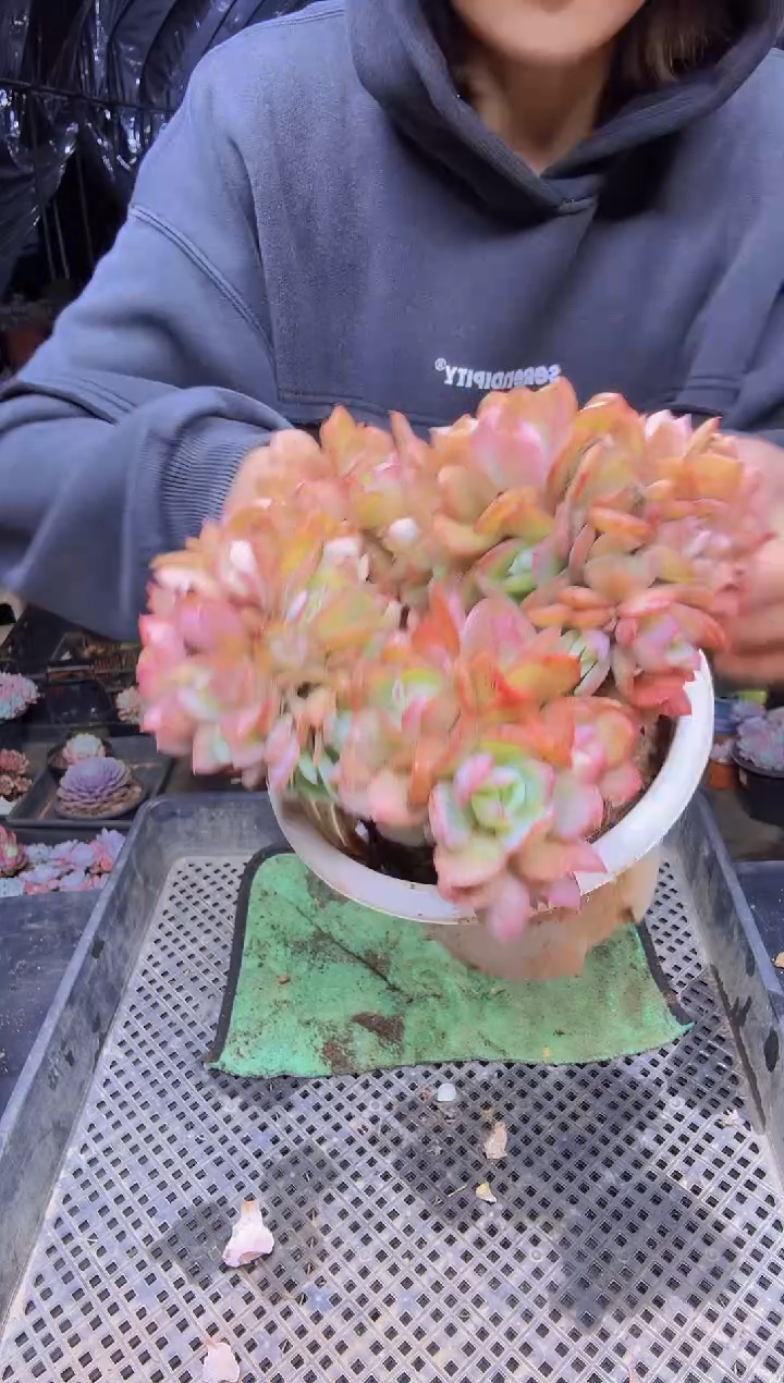 妖*23老桩绮罗缀化一物一拍所见即所得