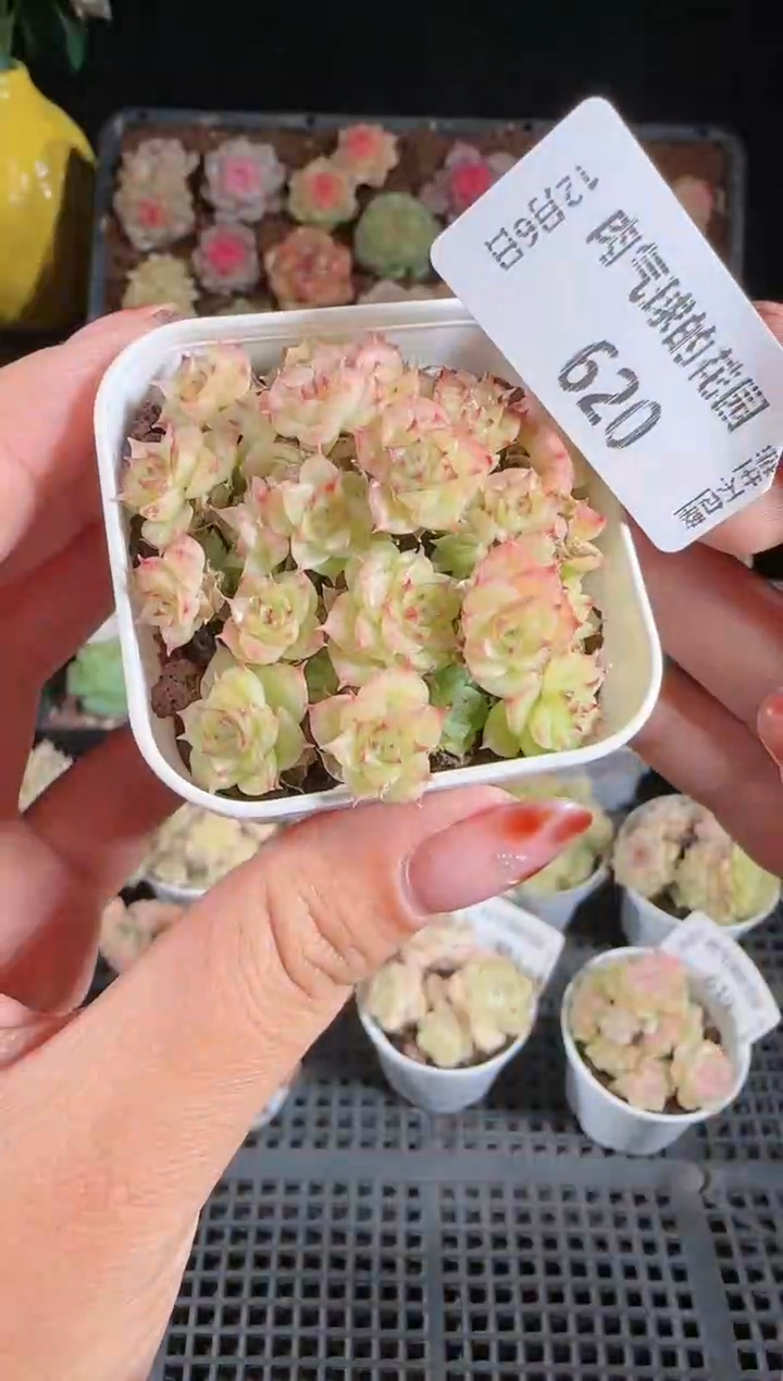 1206-620多肉群生不包整