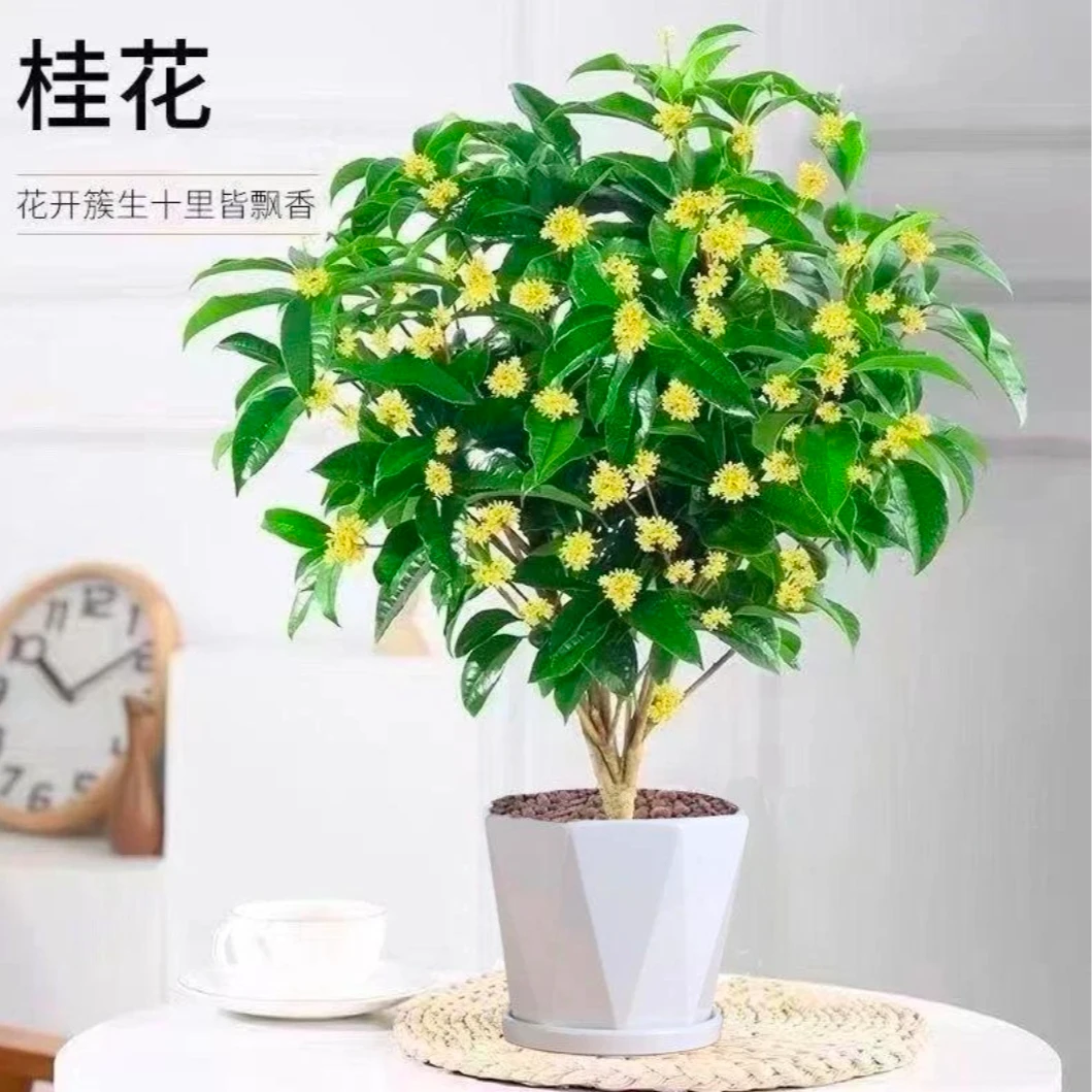 四季桂花盆栽浓香型耐寒适合室内外阳台庭院种植花卉