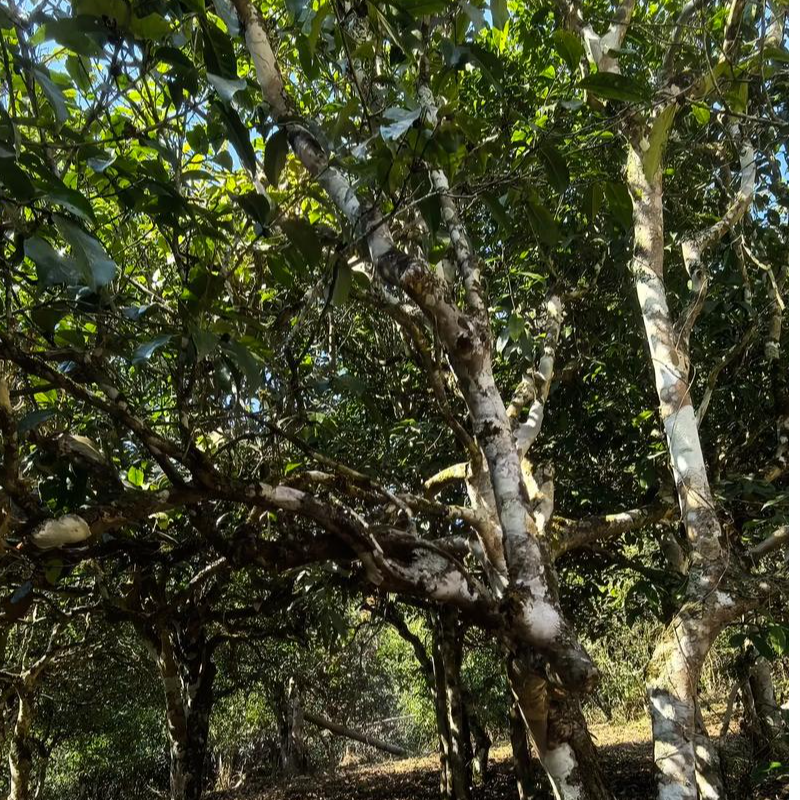 1公斤散红茶【2017年 · 墨江凤凰 · 古树红茶】 云南红茶