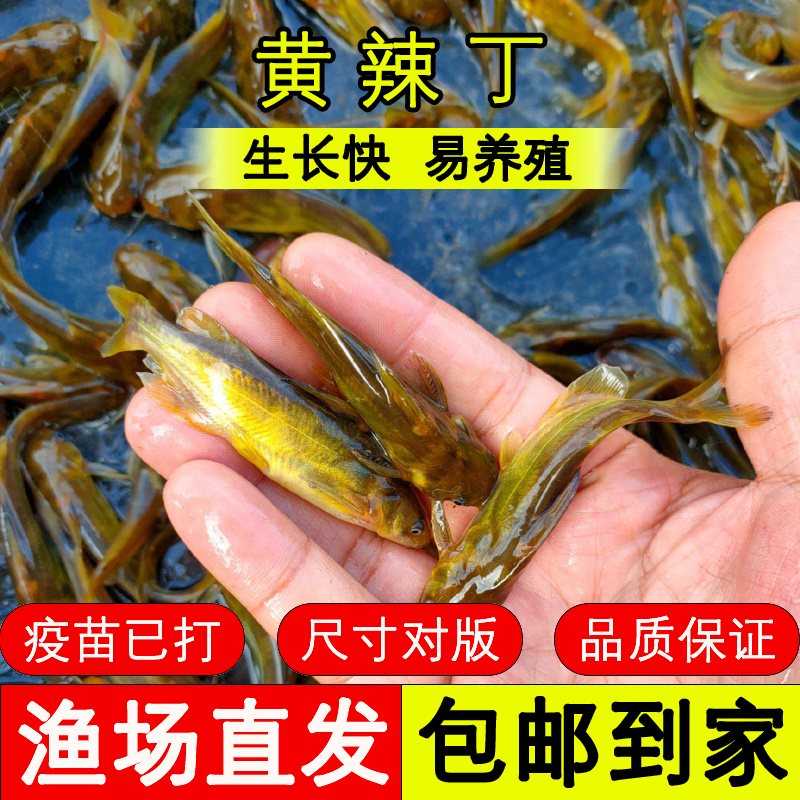 四川黄颡鱼观赏水族淡水饲养