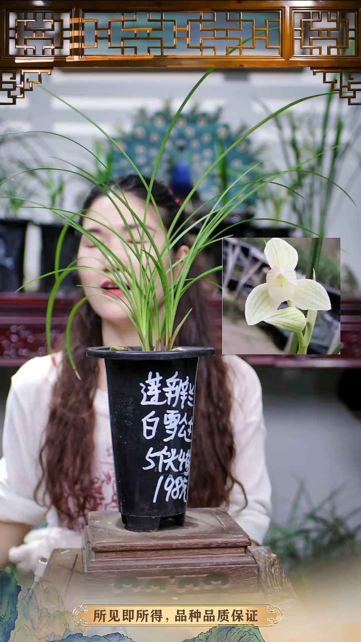 兰花莲瓣兰白雪公主带盆