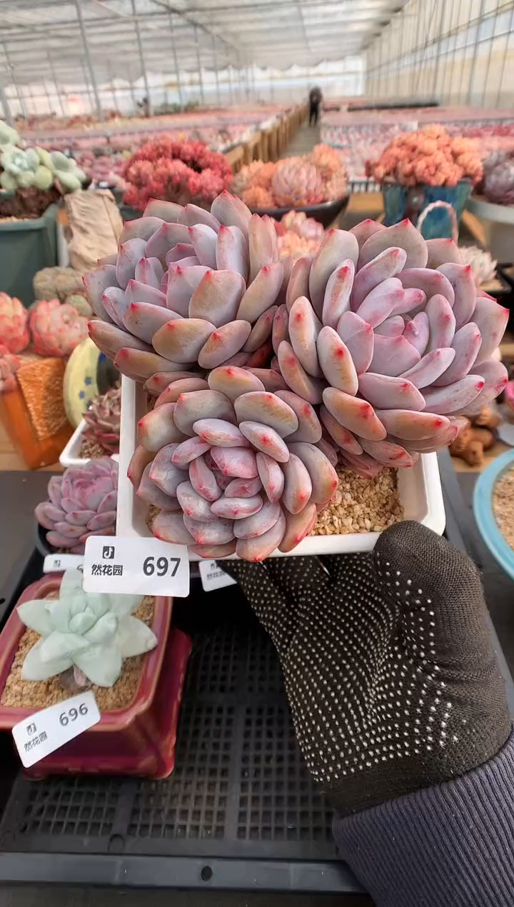 【闪购商品】697星影一物一拍