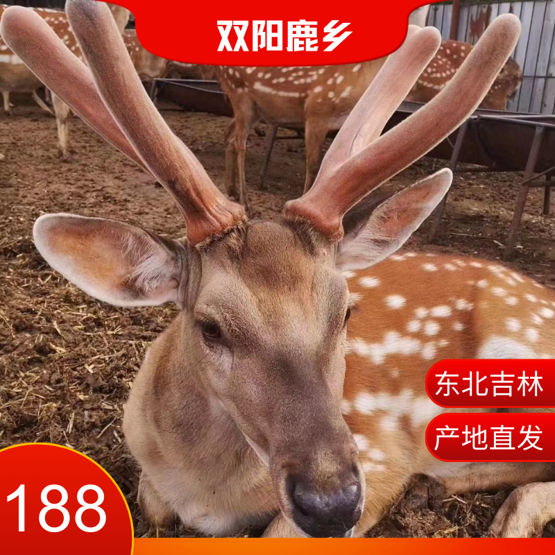 吉林鹿乡鹿产品可用于泡酒滋补营养