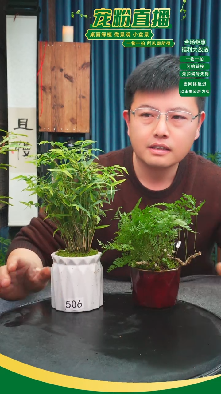 无花朵大**?苔藓微景观506号