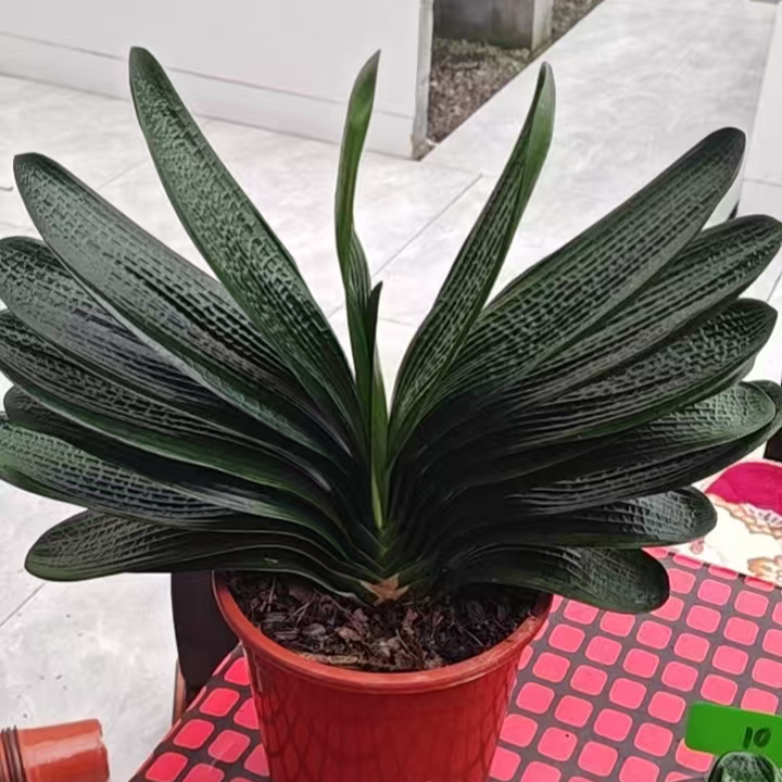 钢城精品微短君子兰一号链接