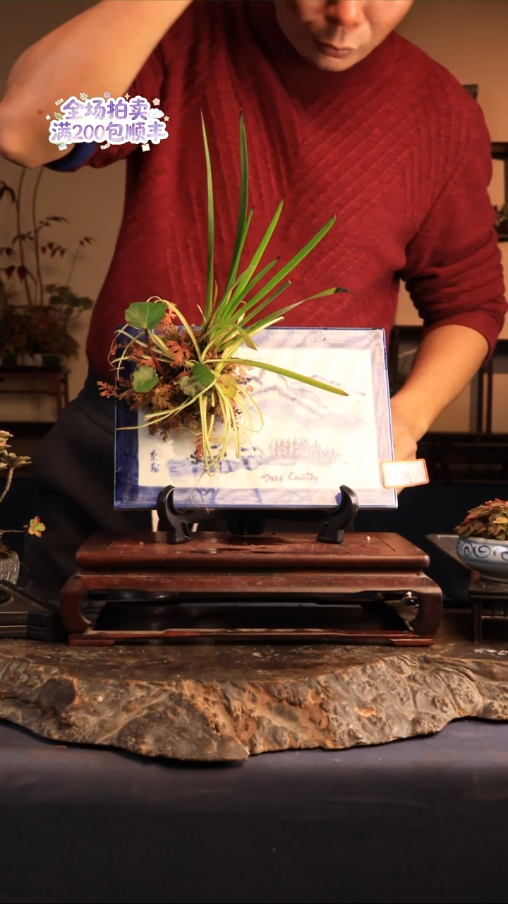 完全开放C28草本植物 不包邮