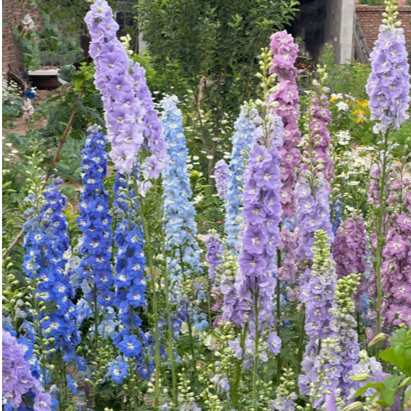 大花飞燕草花苗耐寒庭院楼顶花园阳台室外地栽宿根耐寒植物好养活