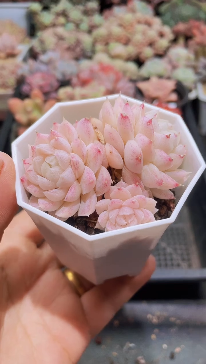 【闪购商品】423水仙鲤鱼带盆土发