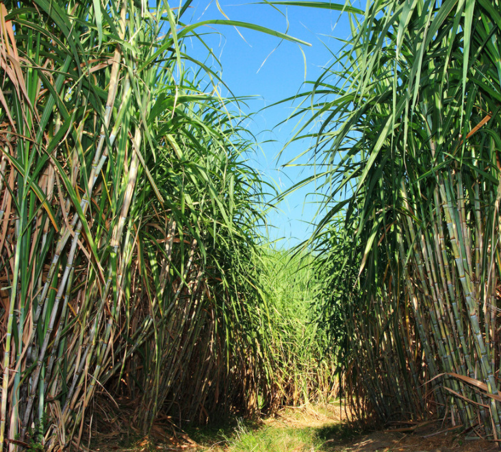 代购广西忻城甘蔗红糖