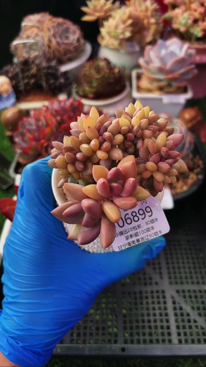 昆明印象多肉06899