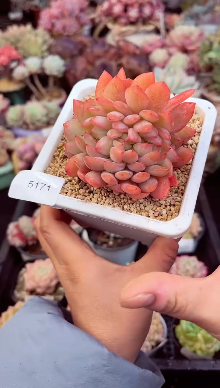 【闪购商品】5171全明星缀化多肉