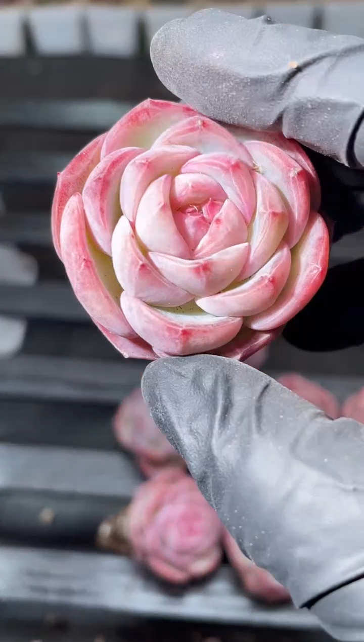 17-13 阿修罗3-4厘米量拍发一颗