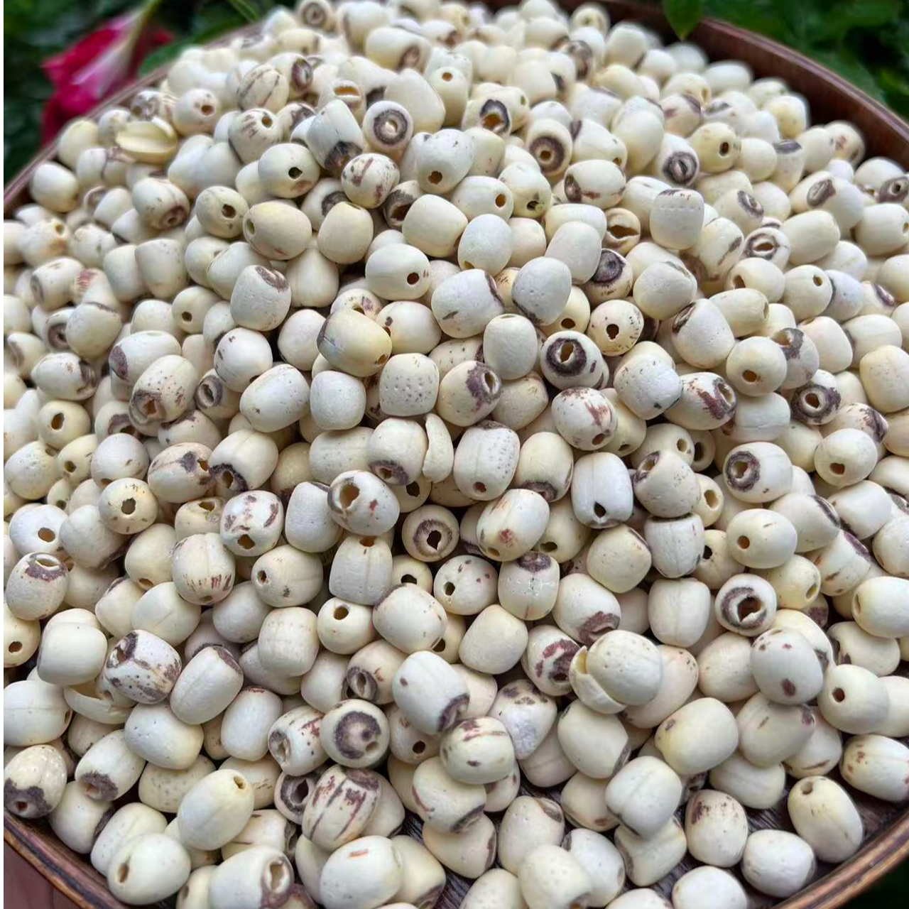 去芯磨皮白莲子干货-小莫直播