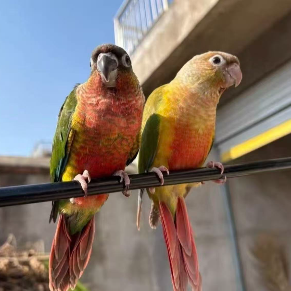 手养活体鹦鹉雏鸟可学舌互动亲人的宠物鹦鹉一物一拍