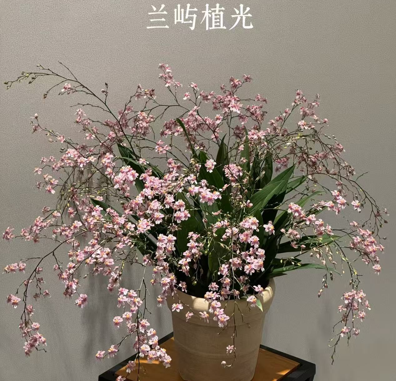  粉梦香 樱花粉（光宗）14-15支花剑 文心兰花卉盆栽香味