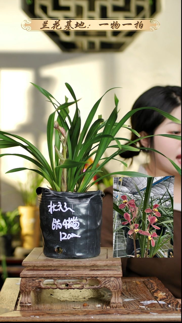 完全开放状元红6苗4花苞 