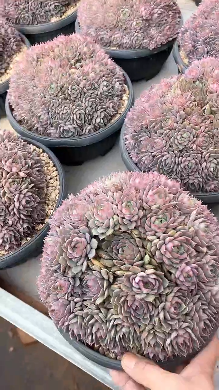 【闪购商品】玫瑰夫人捧花23cm（可单挑）