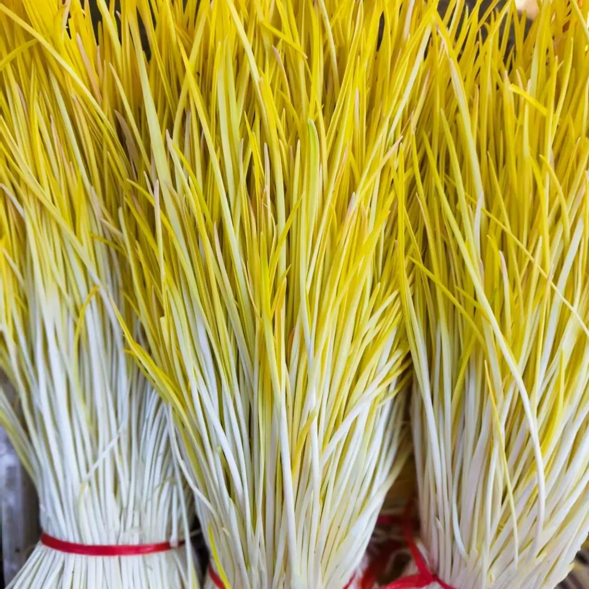 大连溯源蒜黄1.5斤京东送货上门