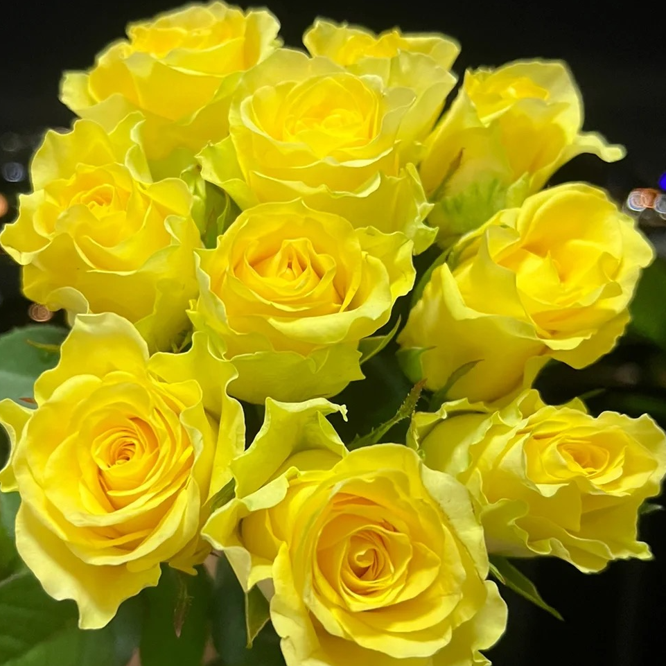 【浪漫沙滩多头玫瑰】鲜切花束高颜值水培鲜花小众花材云南基地直供