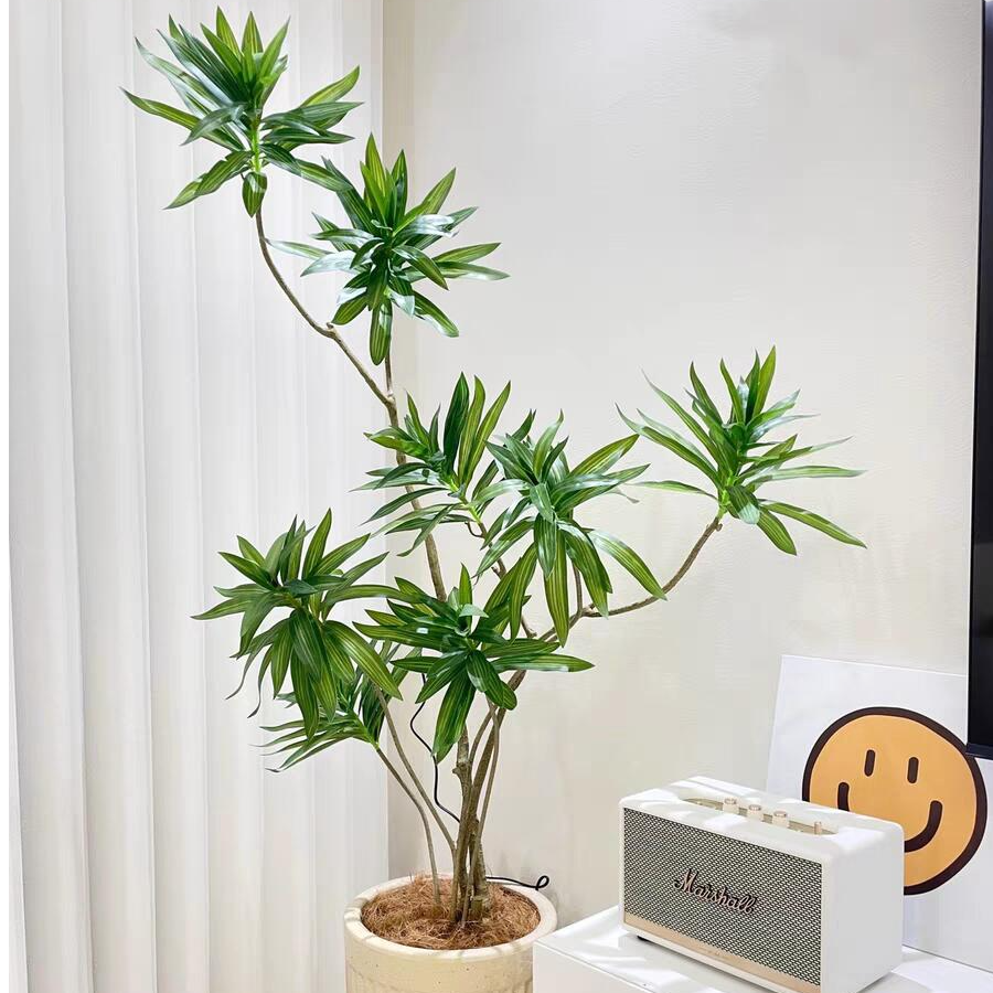 老桩金边百合竹大型盆栽室内客厅办公室好养植物除甲醛网红绿植