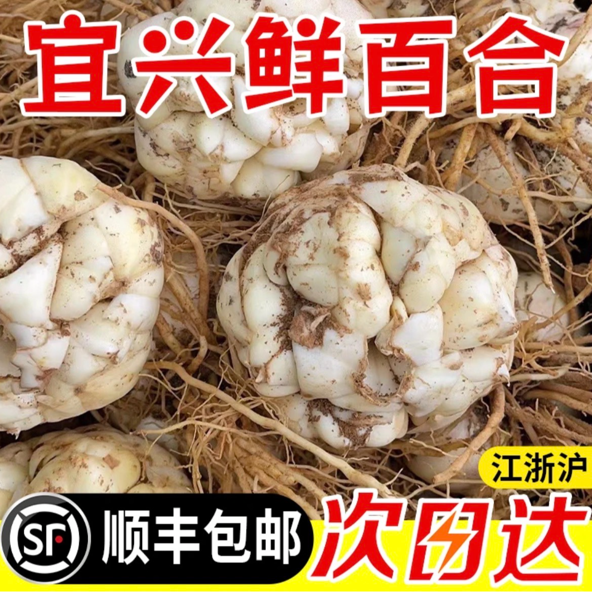 【微苦】宜兴鲜百合农家微苦新鲜土特产土特产级食用大百合顺丰包邮宜兴鲜百合宜兴鲜百合