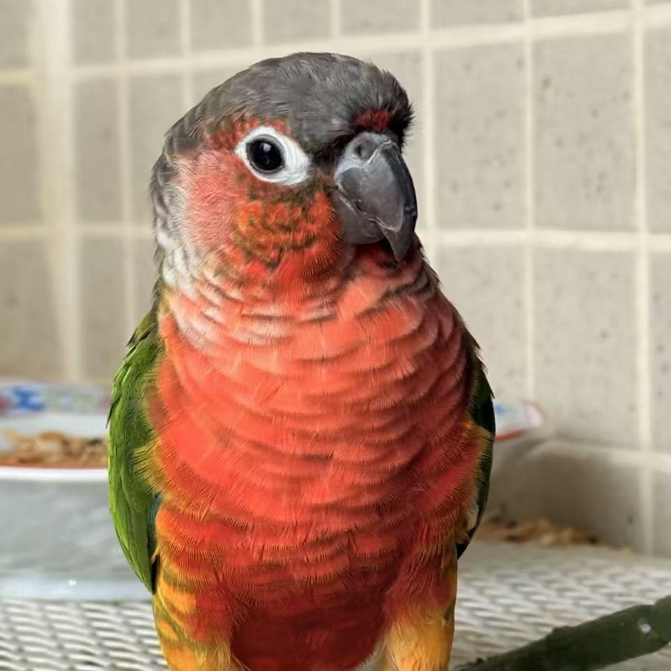 手养亲人可爱鹦鹉活体（顺丰发一物一拍）
