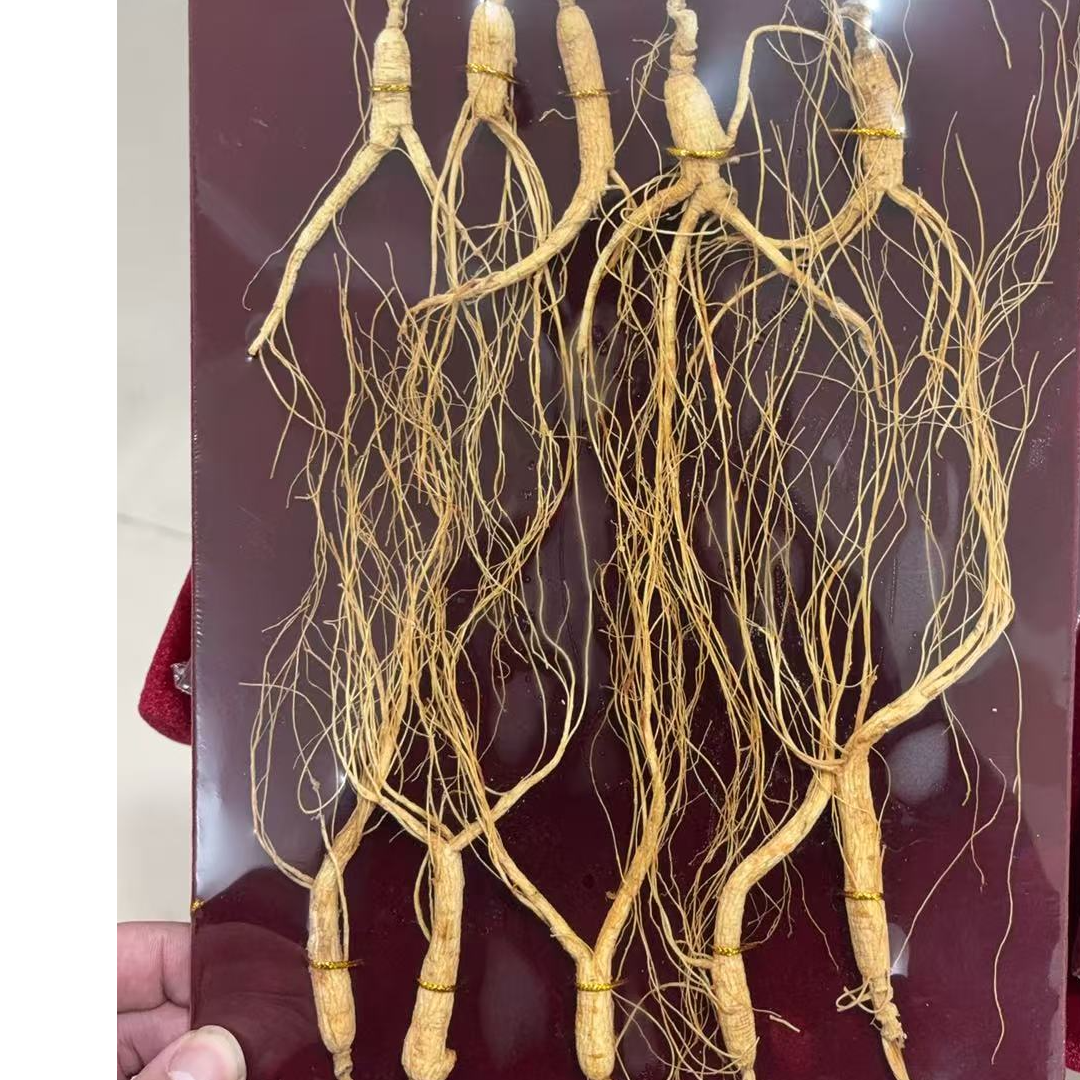 长白山 林下参趴货小 【只限徐铭鸿粉丝专拍】