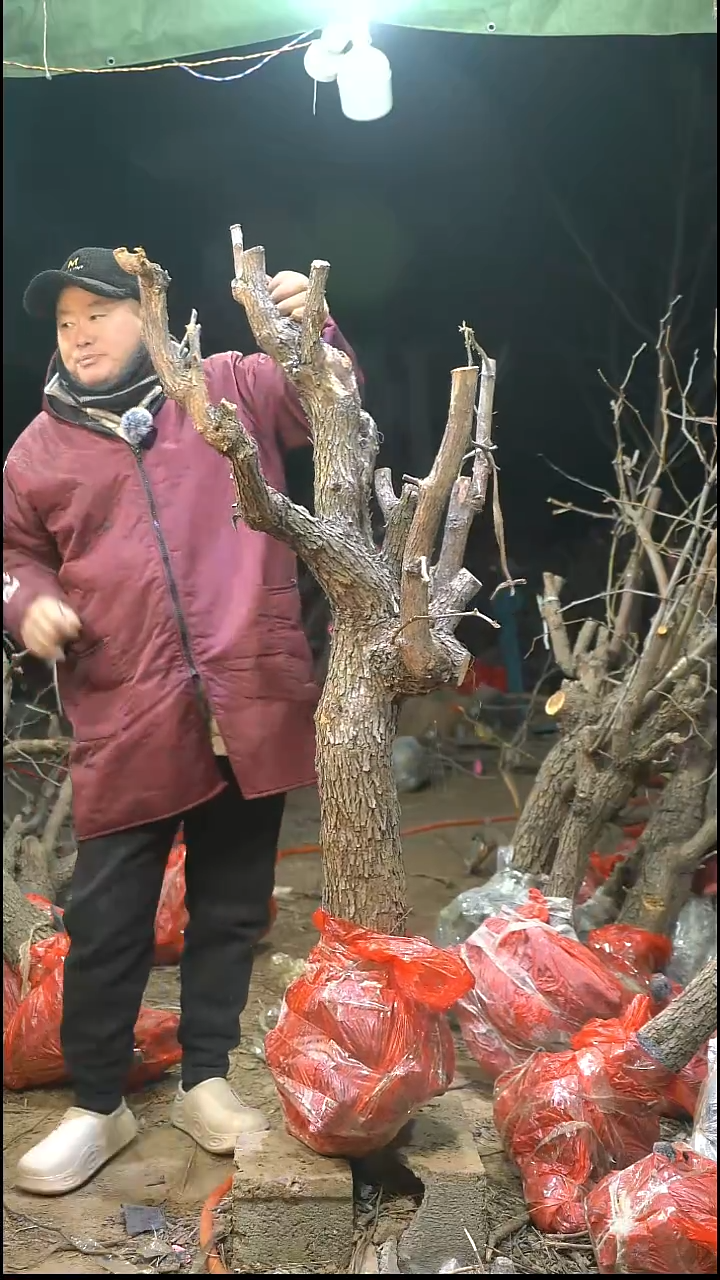 完全开放枣树581