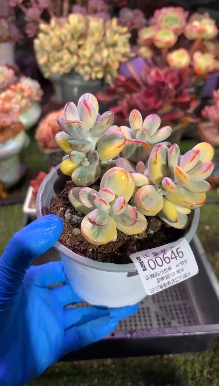 【闪购商品】00646