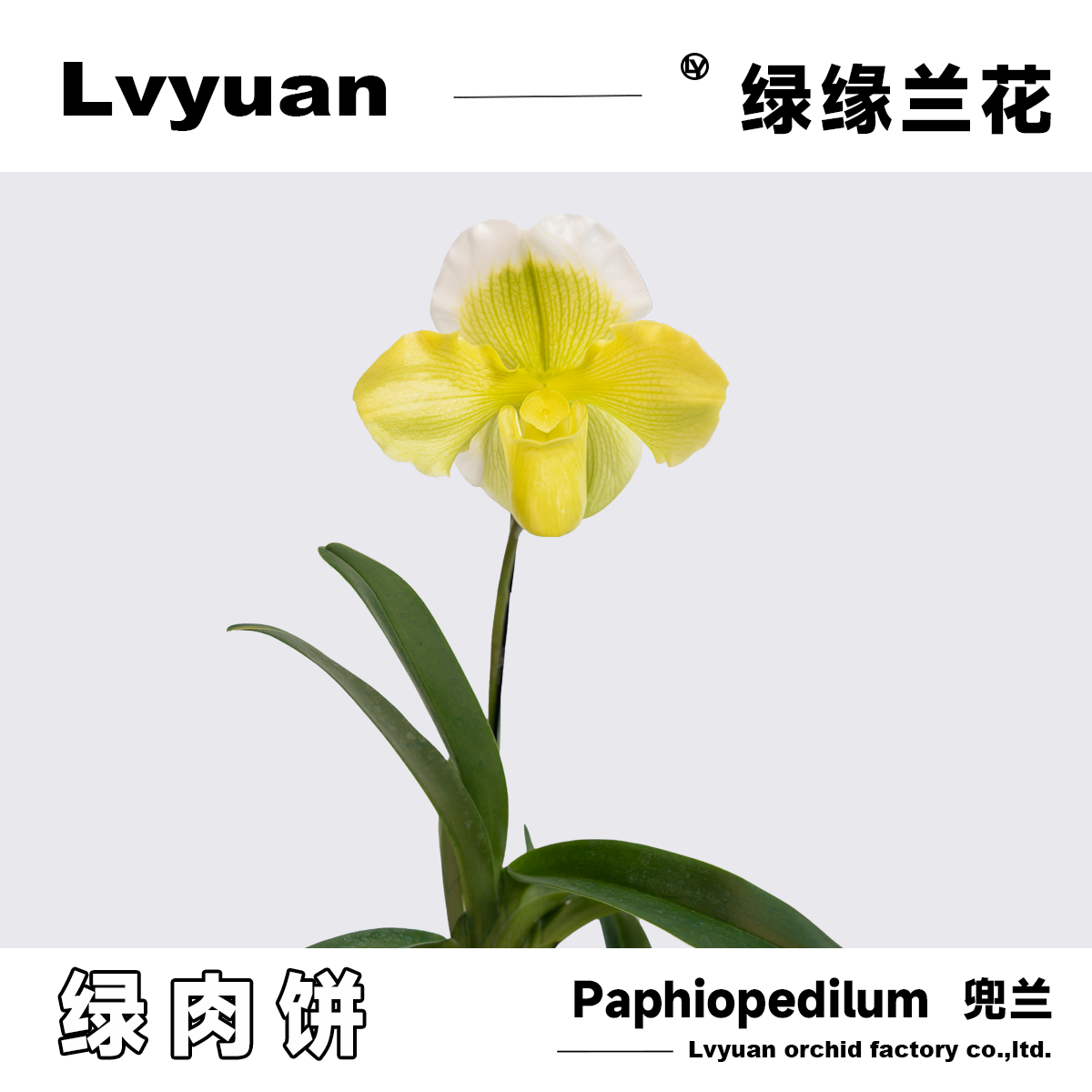 万峰绿缘【绿肉饼兜兰】人工培育苗花大色艳花期持久兰花生长盆栽