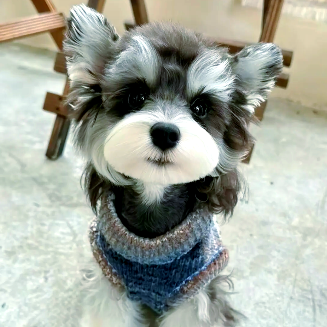 【奶狗铺子】可爱雪纳瑞小型犬狗狗好养聪明多种毛色可选