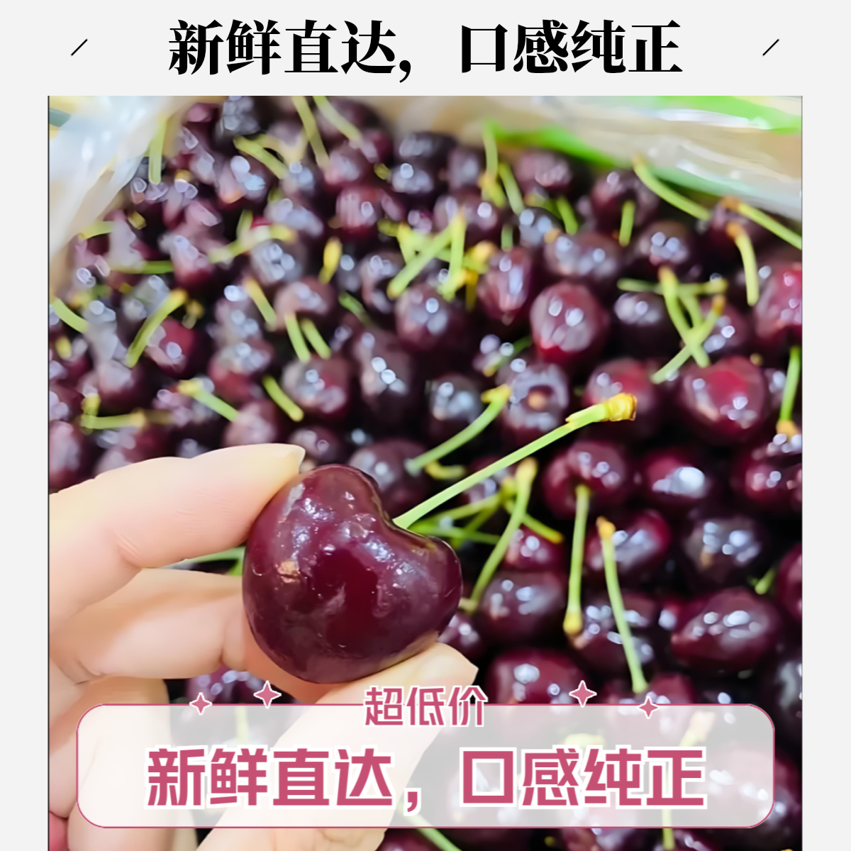 桑提娜车厘子2JD 1斤装