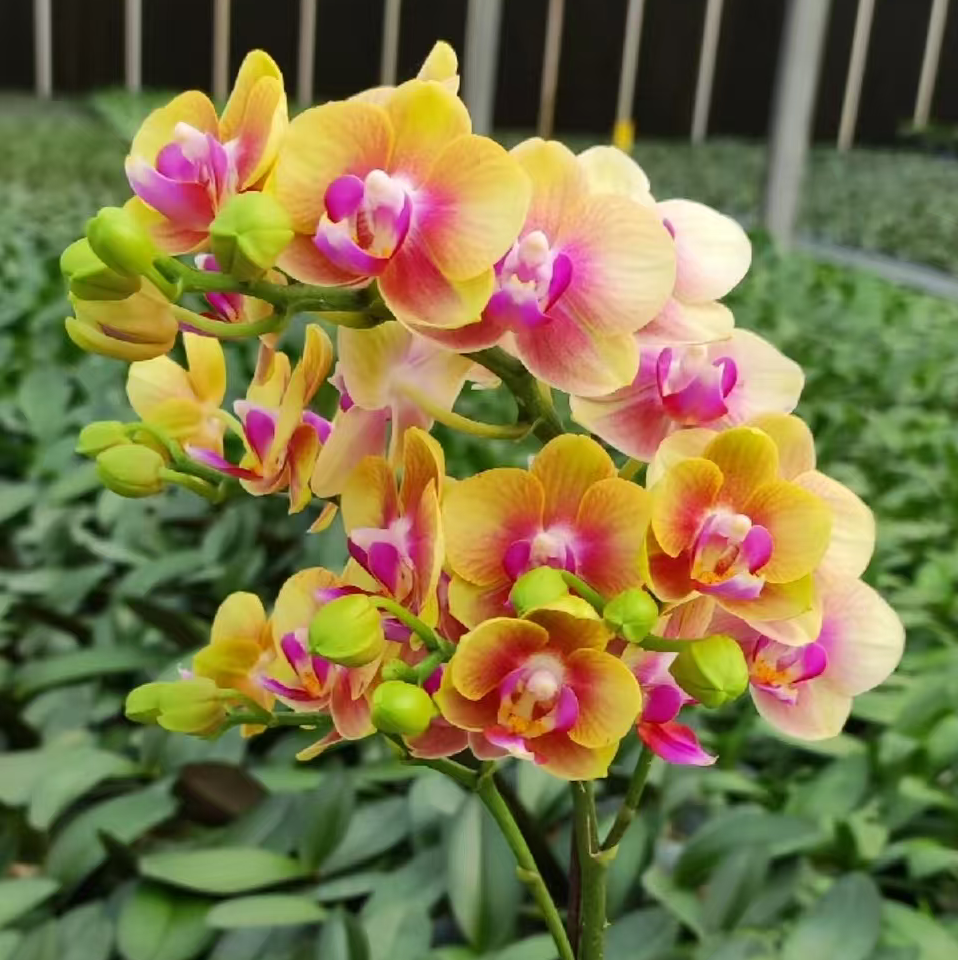 带香味 3个花剑 蜡质花 【小橘子 】蝴蝶兰花量大花期久 