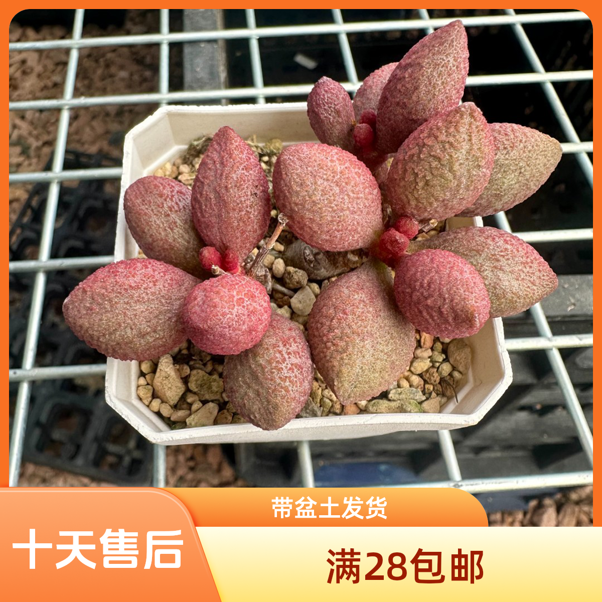 稀有花卉盆栽进口水泡多肉植物服部景天科带盆土成株发货包邮