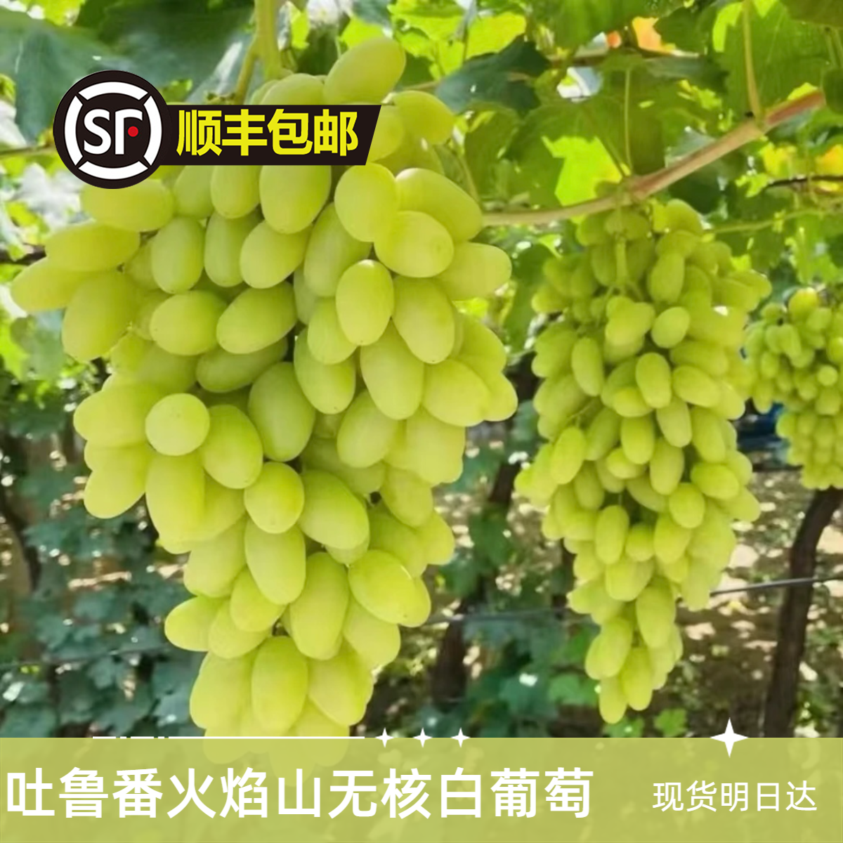 【顺丰次日到】吐鲁番无核白葡萄7.28日新疆核心产区新鲜当季水果整箱新疆维吾尔自治区