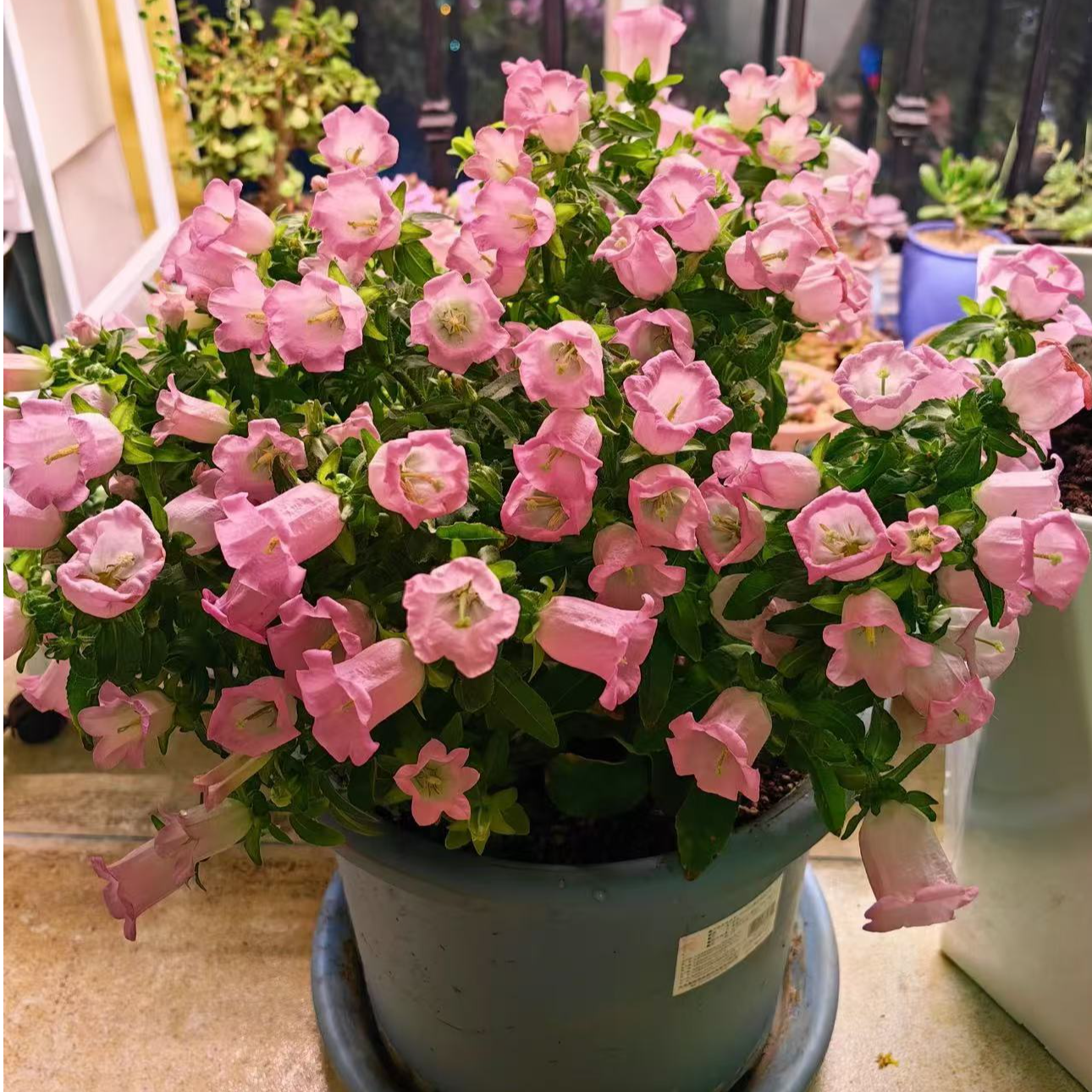 酒杯风铃盆栽多年生花量大花期长新手易向阳养美观花园养护