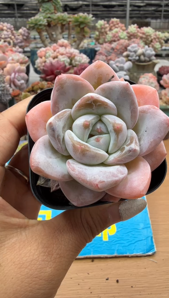 东云多肉园二店-203