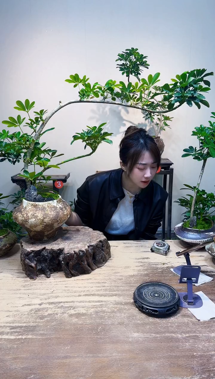 无花朵钟***龟优惠价优惠价228